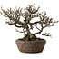 Chaenomeles speciosa Chojubai, 25 cm, ca. 30 Jahre alt, in einem handgefertigten japanischen Topf von „Bonsai“ (Matsushita Reiho) mit einem Nebari von 9 cm