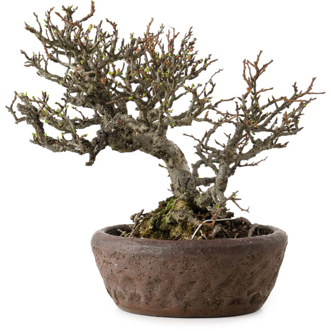 Chaenomeles speciosa Chojubai, 25 cm, ca. 30 Jahre alt, in einem handgefertigten japanischen Topf von „Bonsai“ (Matsushita Reiho) mit einem Nebari von 9 cm