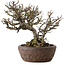 Chaenomeles speciosa Chojubai, 25 cm, ± 30 anni, in un vaso giapponese fatto a mano da "Bonsai" (Matsushita Reiho) con un nebari di 9 cm