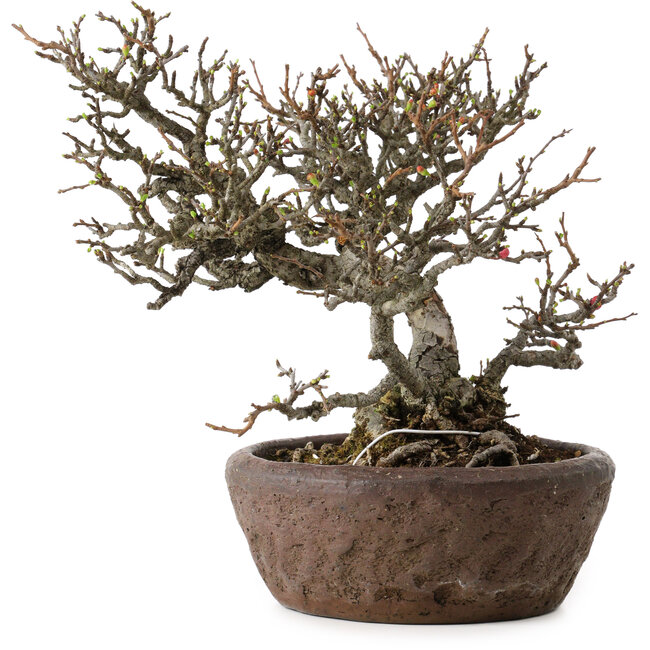 Chaenomeles speciosa Chojubai, 25 cm, ± 30 years old, in a handmade Japanese pot by "Bonsai" (Matsushita Reiho) with a nebari of 9 cm