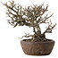 Chaenomeles speciosa Chojubai, 25 cm, ca. 30 Jahre alt, in einem handgefertigten japanischen Topf von „Bonsai“ (Matsushita Reiho) mit einem Nebari von 9 cm