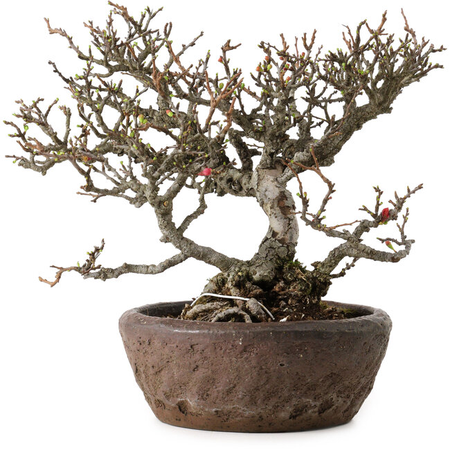 Chaenomeles speciosa Chojubai, 25 cm, ca. 30 Jahre alt, in einem handgefertigten japanischen Topf von „Bonsai“ (Matsushita Reiho) mit einem Nebari von 9 cm