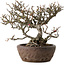 Chaenomeles speciosa Chojubai, 25 cm, ± 30 años, en una maceta japonesa hecha a mano por "Bonsai" (Matsushita Reiho) con un nebari de 9 cm.