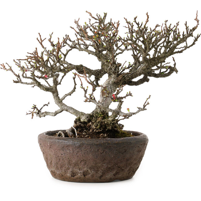 Chaenomeles speciosa Chojubai, 25 cm, ± 30 años, en una maceta japonesa hecha a mano por "Bonsai" (Matsushita Reiho) con un nebari de 9 cm.