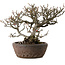 Chaenomeles speciosa Chojubai, 25 cm, ± 30 years old, in a handmade Japanese pot by "Bonsai" (Matsushita Reiho) with a nebari of 9 cm
