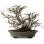 Chaenomeles speciosa Chojubai, 28 cm, ± 25 years old, with a nebari of 12 cm