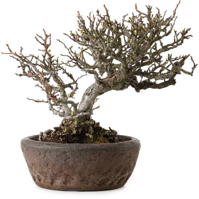 Chaenomeles speciosa Chojubai, 25 cm, ± 30 years old, in a handmade Japanese pot by "Bonsai" (Matsushita Reiho) with a nebari of 9 cm
