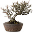 Chaenomeles speciosa Chojubai, 25 cm, ca. 30 Jahre alt, in einem handgefertigten japanischen Topf von „Bonsai“ (Matsushita Reiho) mit einem Nebari von 9 cm