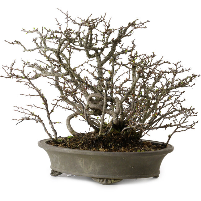 Chaenomeles speciosa Chojubai, 28 cm, ± 25 Jahre alt, mit einem Nebari von 12 cm
