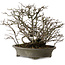 Chaenomeles speciosa Chojubai, 28 cm, ± 25 años de edad, con un nebari de 12 cm.