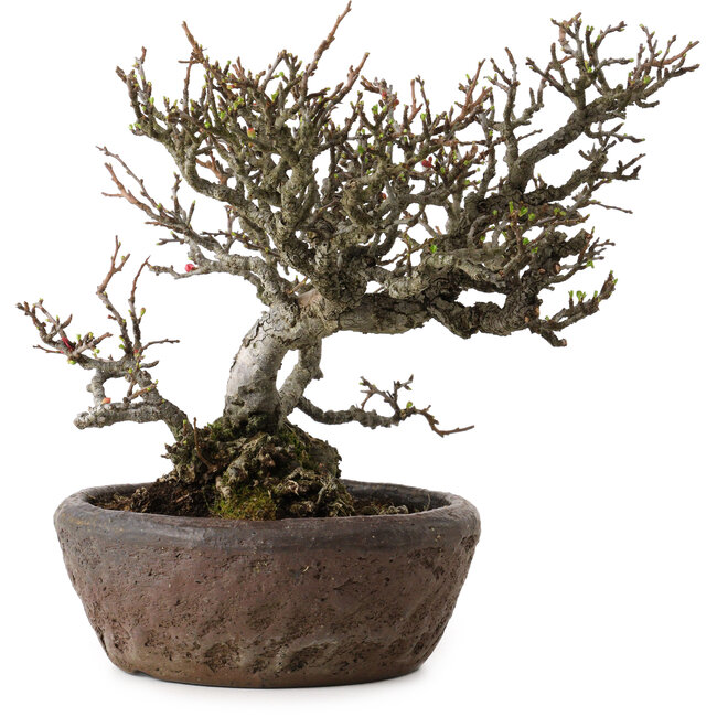 Chaenomeles speciosa Chojubai, 25 cm, ± 30 years old, in a handmade Japanese pot by "Bonsai" (Matsushita Reiho) with a nebari of 9 cm