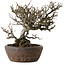 Chaenomeles speciosa Chojubai, 25 cm, ± 30 years old, in a handmade Japanese pot by "Bonsai" (Matsushita Reiho) with a nebari of 9 cm