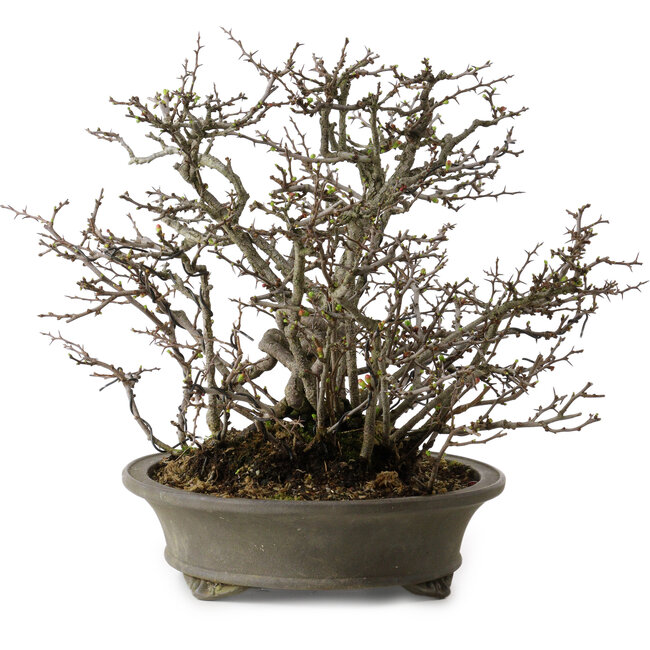 Chaenomeles speciosa Chojubai, 28 cm, ± 25 años de edad, con un nebari de 12 cm.