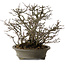 Chaenomeles speciosa Chojubai, 28 cm, ± 25 Jahre alt, mit einem Nebari von 12 cm