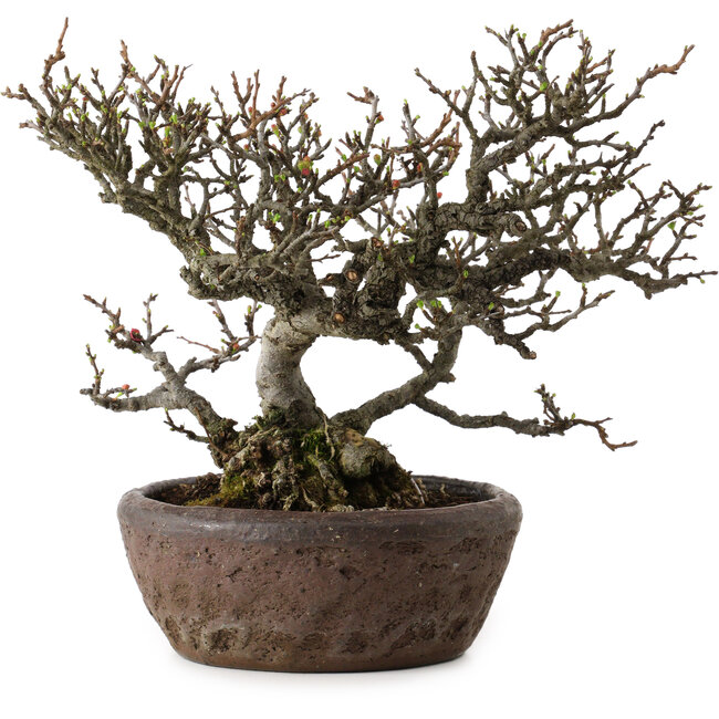 Chaenomeles speciosa Chojubai, 25 cm, ca. 30 Jahre alt, in einem handgefertigten japanischen Topf von „Bonsai“ (Matsushita Reiho) mit einem Nebari von 9 cm