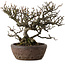 Chaenomeles speciosa Chojubai, 25 cm, ± 30 años, en una maceta japonesa hecha a mano por "Bonsai" (Matsushita Reiho) con un nebari de 9 cm.
