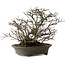 Chaenomeles speciosa Chojubai, 28 cm, ± 25 anni, con un nebari di 12 cm