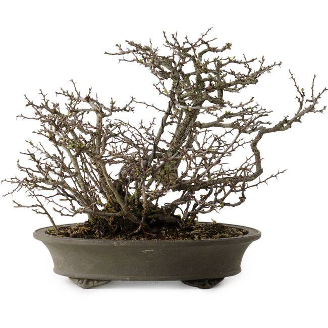 Chaenomeles speciosa Chojubai, 28 cm, ± 25 ans, avec un nebari de 12 cm