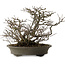 Chaenomeles speciosa Chojubai, 28 cm, ± 25 años de edad, con un nebari de 12 cm.