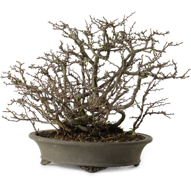 Chaenomeles speciosa Chojubai, 28 cm, ± 25 Jahre alt, mit einem Nebari von 12 cm