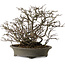 Chaenomeles speciosa Chojubai, 28 cm, ± 25 anni, con un nebari di 12 cm