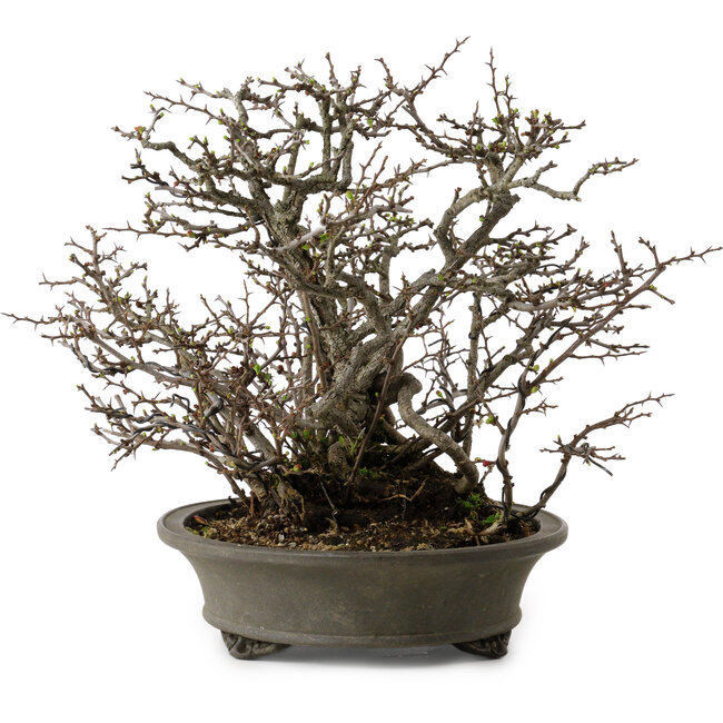 Chaenomeles speciosa Chojubai, 28 cm, ± 25 años de edad, con un nebari de 12 cm.