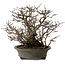 Chaenomeles speciosa Chojubai, 28 cm, ± 25 years old, with a nebari of 12 cm