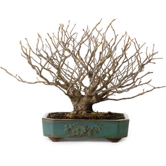  Yamaaki Corylopsis spicata, 26 cm, ± 25 Jahre alt