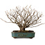 Corylopsis spicata, 26 cm, ± 25 jaar oud, in een handgemaakte Japanse pot van Yamaaki, met een nebari van 9 cm.
