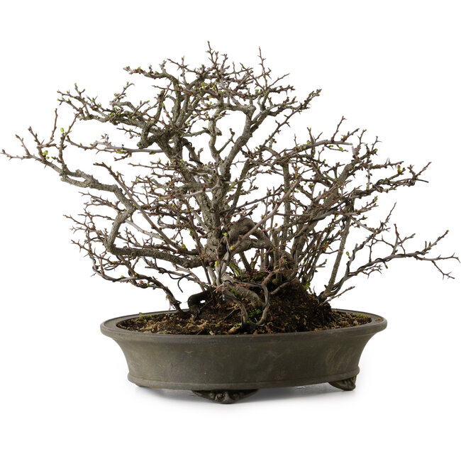 Chaenomeles speciosa Chojubai, 28 cm, ± 25 Jahre alt, mit einem Nebari von 12 cm