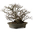 Chaenomeles speciosa Chojubai, 28 cm, ± 25 años de edad, con un nebari de 12 cm.