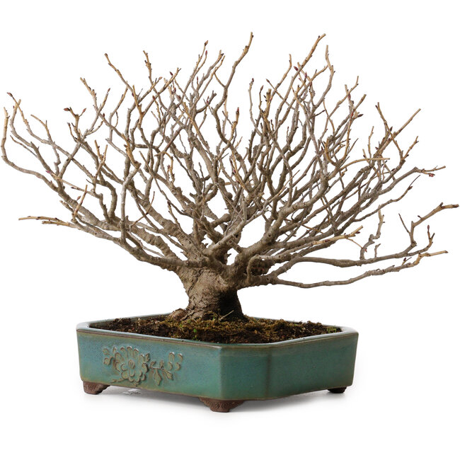 Corylopsis spicata, 26 cm, ± 25 years old, in a handmade Japanese pot by Yamaaki, with a nebari of 9 cm