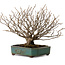 Corylopsis spicata, 26 cm, ± 25 jaar oud, in een handgemaakte Japanse pot van Yamaaki, met een nebari van 9 cm.