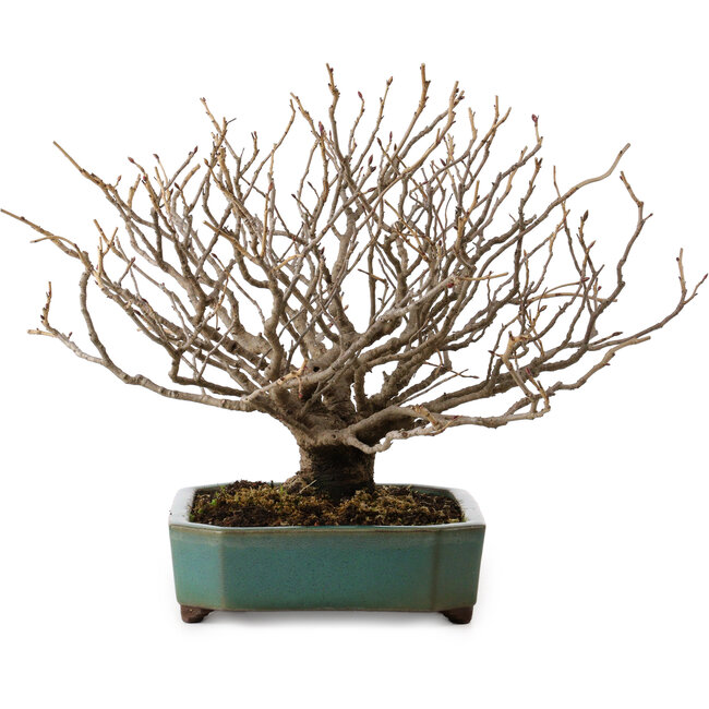 Corylopsis spicata, 26 cm, ± 25 jaar oud, in een handgemaakte Japanse pot van Yamaaki, met een nebari van 9 cm.