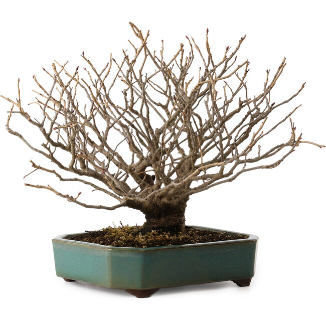 Corylopsis spicata, 26 cm, ± 25 jaar oud, in een handgemaakte Japanse pot van Yamaaki, met een nebari van 9 cm.