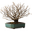 Corylopsis spicata, 26 cm, ± 25 years old, in a handmade Japanese pot by Yamaaki, with a nebari of 9 cm