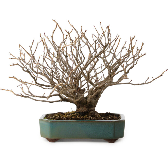 Corylopsis spicata, 26 cm, ± 25 years old, in a handmade Japanese pot by Yamaaki, with a nebari of 9 cm