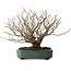Corylopsis spicata, 26 cm, ± 25 jaar oud, in een handgemaakte Japanse pot van Yamaaki, met een nebari van 9 cm.