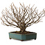 Corylopsis spicata, 26 cm, ± 25 years old, in a handmade Japanese pot by Yamaaki, with a nebari of 9 cm