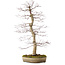 Acer palmatum deshojo, 60 cm, ± 25 years old, with a nebari of 10 cm