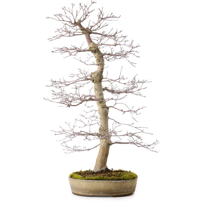 Acer palmatum deshojo, 60 cm, ± 25 years old, with a nebari of 10 cm