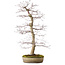 Acer palmatum deshojo, 60 cm, ± 25 years old, with a nebari of 10 cm