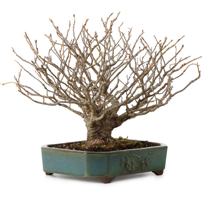 Corylopsis spicata, 26 cm, ± 25 jaar oud, in een handgemaakte Japanse pot van Yamaaki, met een nebari van 9 cm.