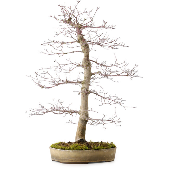 Acer palmatum deshojo, 60 cm, ca. 25 Jahre alt, mit einem Wurzelhals von 10 cm