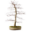 Acer palmatum deshojo, 60 cm, ± 25 años, con un nebari de 10 cm