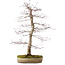 Acer palmatum deshojo, 60 cm, ca. 25 Jahre alt, mit einem Wurzelhals von 10 cm