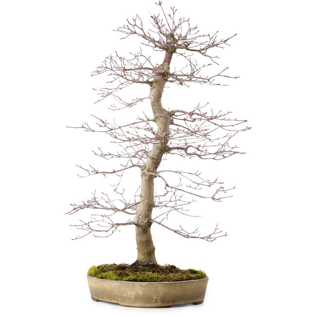 Acer palmatum deshojo, 60 cm, ± 25 ans, avec un nebari de 10 cm