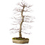 Acer palmatum deshojo, 60 cm, ± 25 años, con un nebari de 10 cm