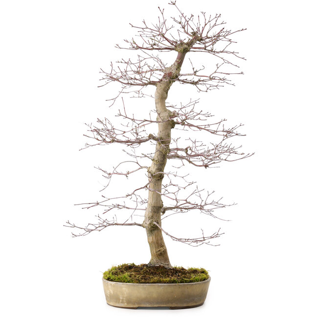 Acer palmatum deshojo, 60 cm, ca. 25 Jahre alt, mit einem Wurzelhals von 10 cm