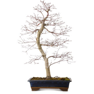Acer palmatum deshojo, 60 cm, ± 25 años